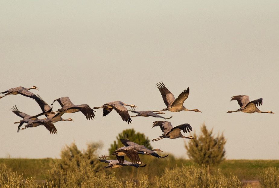 Sajátos képet mutat ilyenkor, ősszel az alföldi égbolt