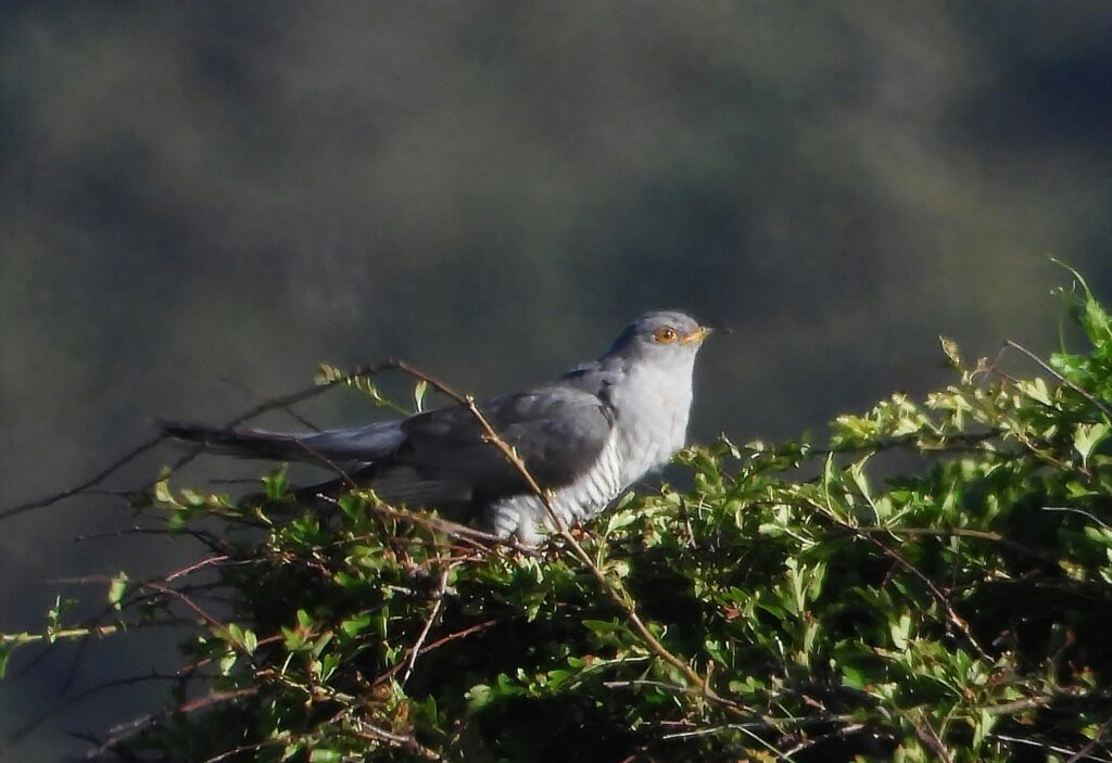 A madarak világszerte ugyanazt a hangot használják, hogy elriasszák a fészküket bitorló kakukkot