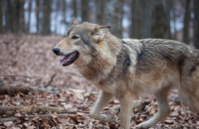 Sok előnnyel jár, hogy farkasok élnek a Bükkben