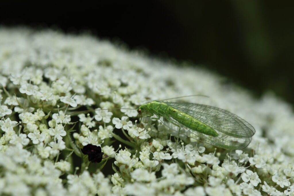 Virágos sorköztakaró nyújt védelmet a szőlőkabóca ellen