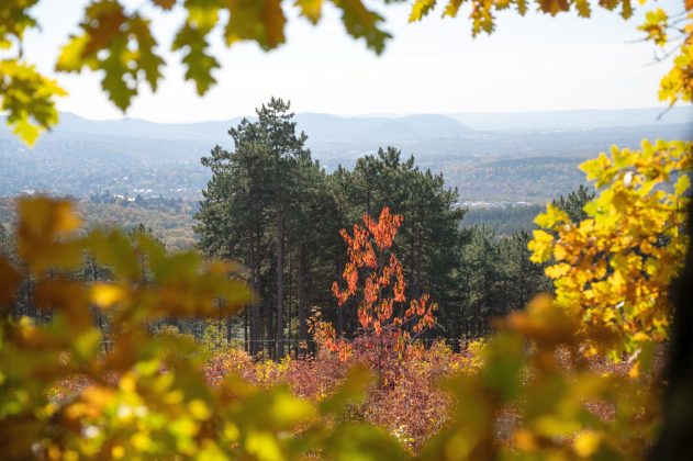 Új, 5 kilométeres tanösvény nyílt a Budakeszi Vadaskertben