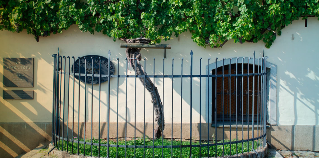 Több mint négyszázötven éves, és még bőven terem a világ legidősebb szőlőtőkéje