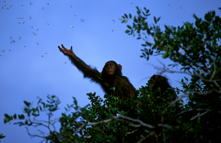 Egy új felfedezés szerint a csimpánzok rovarokkal gyógyítják a sebeiket