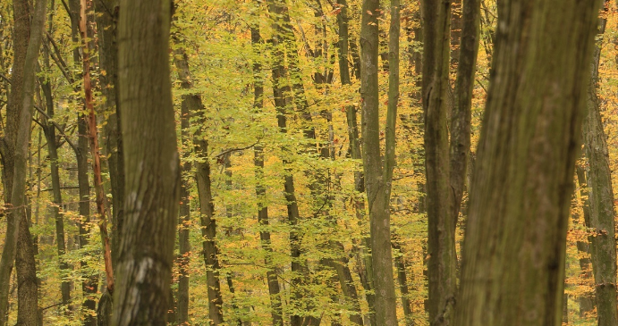 Vízpótlás kezdődött Gemencen, Európa legnagyobb hullámtéri erdejében