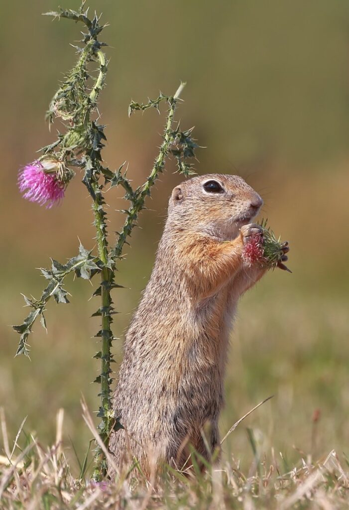 Az ürgék fennmaradásáért indult összefogás