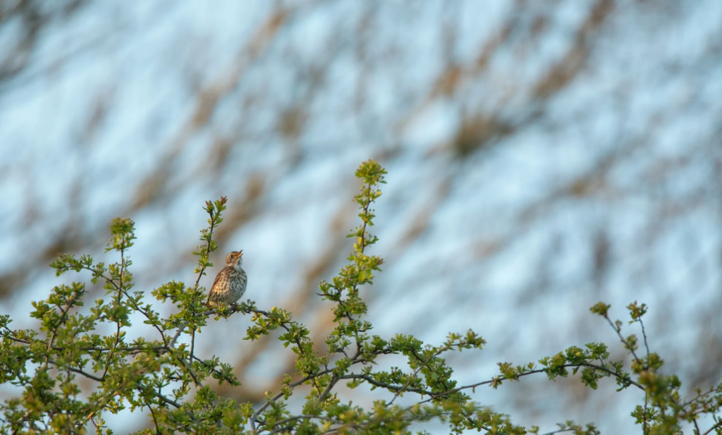 Az év madara idővel egyre bizalmasabbá válik az emberrel