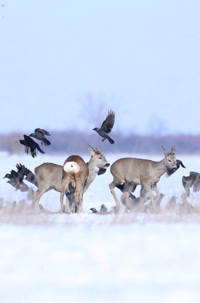 Őzek segítik a madarak túlélését a téli pusztákon
